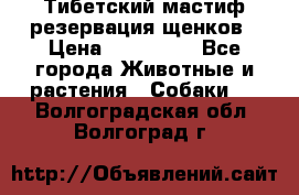 Тибетский мастиф резервация щенков › Цена ­ 100 000 - Все города Животные и растения » Собаки   . Волгоградская обл.,Волгоград г.